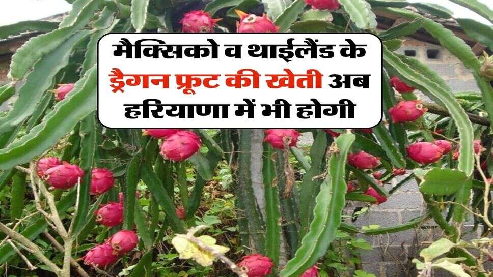मैक्सिको व थाईलैंड के ड्रैगन फ्रूट की खेती अब हरियाणा में भी होगी