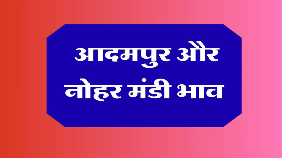 आदमपुर और नोहर मंडी भाव 13 अक्टूबर 2026: नरमा, ग्वार, सरसों, मूंग और मूंगफली के ताजा रेट