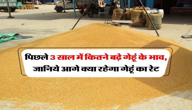 wheat rate : पिछले 3 साल में कितने बढ़े गेहूं के भाव, जानिये आगे क्या रहेगा गेहूं का रेट