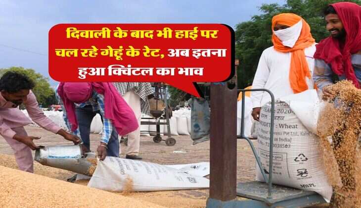 Gehu Rate : दिवाली के बाद भी हाई पर चल रहे गेहूं के रेट, अब इतना हुआ क्विंटल का भाव