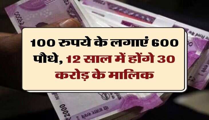 Bussiness Idea - 100 रुपये के लगाएं 600 पौधे, 12 साल में होंगे 30 करोड़ के मालिक