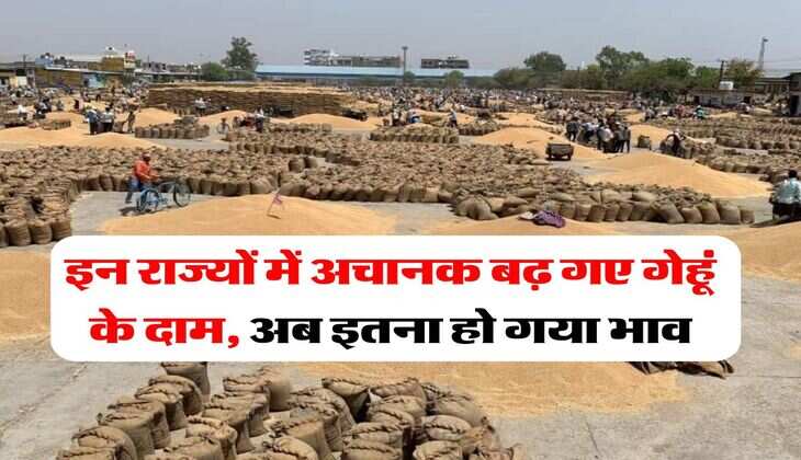 wheat rate hike : इन राज्यों में अचानक बढ़ गए गेहूं के दाम, अब इतना हो गया भाव