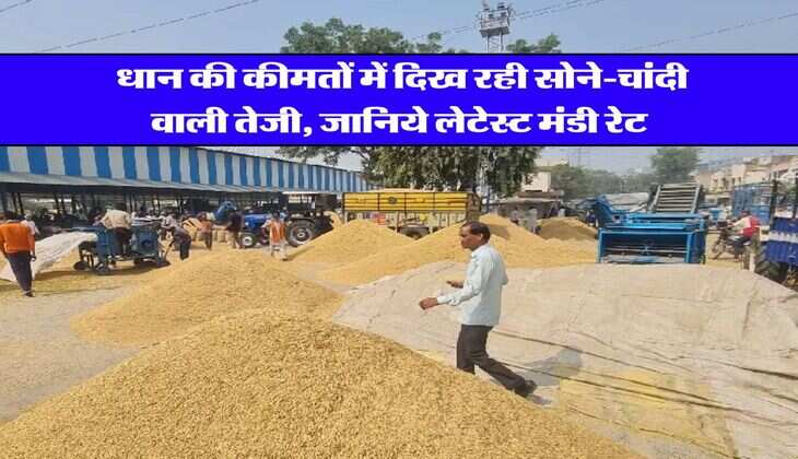 Mandi Bhav Today : धान की कीमतों में दिख रही सोने-चांदी वाली तेजी, जानिये लेटेस्ट मंडी रेट