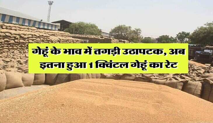 Wheat price today : गेहूं के भाव में तगड़ी उठापटक, अब इतना हुआ 1 क्विंटल गेहूं का रेट