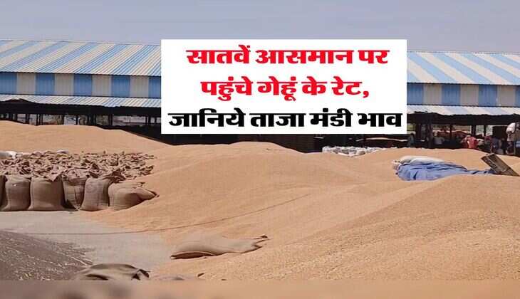 Wheat Rate Hike : सातवें आसमान पर पहुंचे गेहूं के रेट, जानिये ताजा मंडी भाव