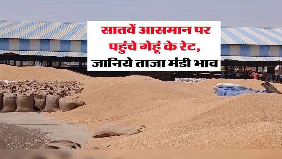Wheat Rate Hike : सातवें आसमान पर पहुंचे गेहूं के रेट, जानिये ताजा मंडी भाव