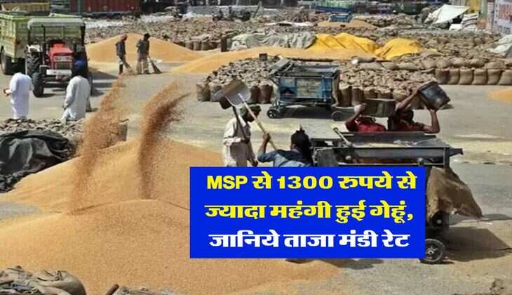 Gehu Ka Bhav : MSP से 1300 रुपये से ज्यादा महंगी हुई गेहूं, जानिये ताजा मंडी रेट