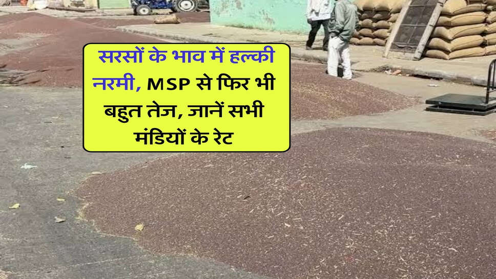 Sarso ka Bhav 20 October : सरसों के भाव में हल्की नरमी, MSP से फिर भी बहुत तेज, जानें सभी मंडियों के रेट