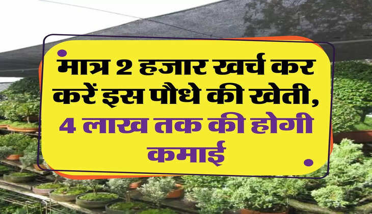Business Idea: मात्र 2 हजार खर्च कर करें इस पौधे की खेती, 4 लाख तक की होगी कमाई