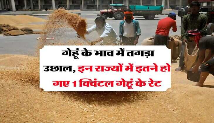 Wheat Rate Today : गेहूं के भाव में तगड़ा उछाल, इन राज्यों में इतने हो गए 1 क्विंटल गेहूं के रेट