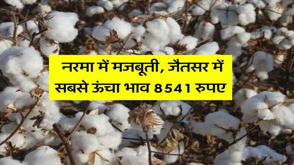 Cotton Mandi bhav: नरमा में मजबूती, जैतसर में सबसे ऊंचा भाव 8541 रुपए,&nbsp;जानिए मंडियों के भाव
