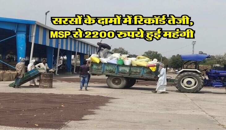 Sarso Latest Rate : सरसों के दामों में रिकॉर्ड तेजी, MSP से 2200 रुपये हुई महंगी