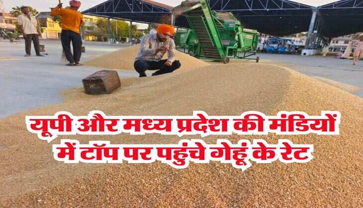 Wheat Rate Hike : यूपी और मध्य प्रदेश की मंडियों में टॉप पर पहुंचे गेहूं के रेट