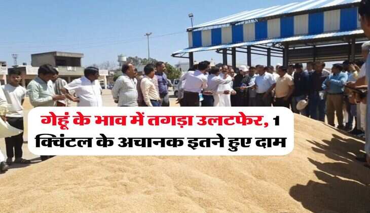 Wheat Rate Hike : गेहूं के भाव में तगड़ा उलटफेर, 1 क्विंटल के अचानक इतने हुए दाम