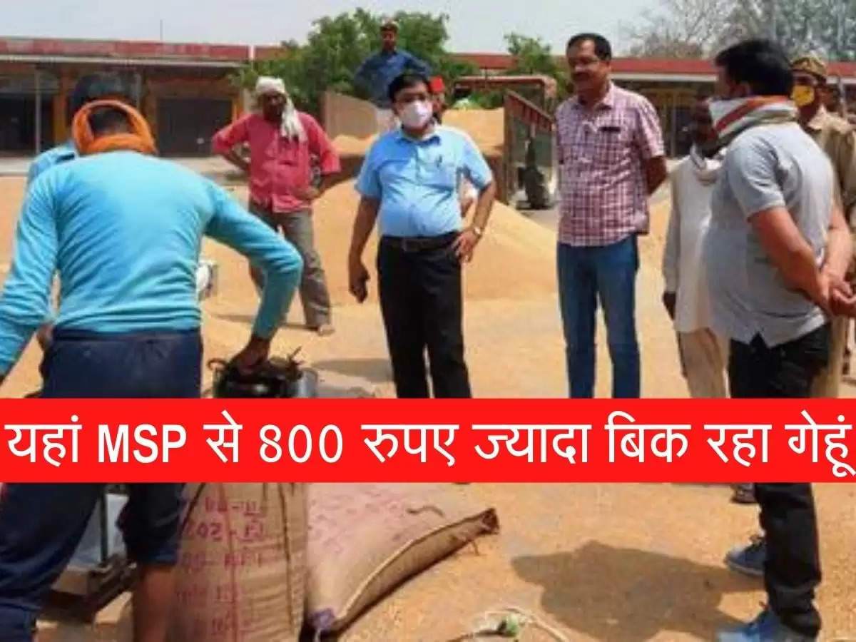 पीले सोने' की चमक से दमक रहे किसान, MSP से 800 रुपए ज्यादा बिका गेहूं, जानें कारण