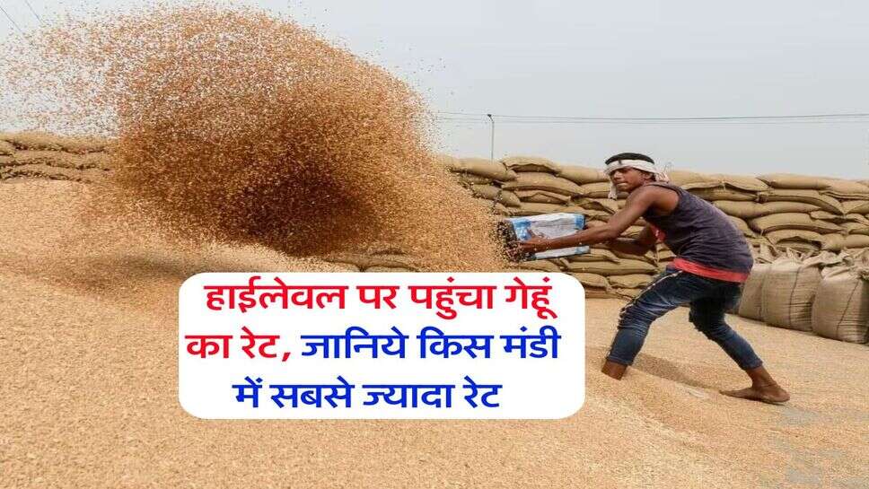Gehu Rate February 11 : हाईलेवल पर पहुंचा गेहूं का रेट, जानिये किस मंडी में सबसे ज्यादा रेट&nbsp;