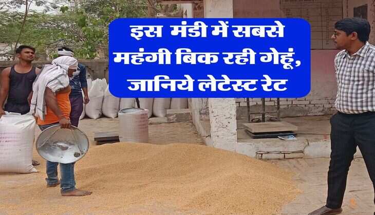 Wheat Rate Hike : इस राज्य की मंडी में सबसे महंगी बिक रही गेहूं, जानिये लेटेस्ट रेट
