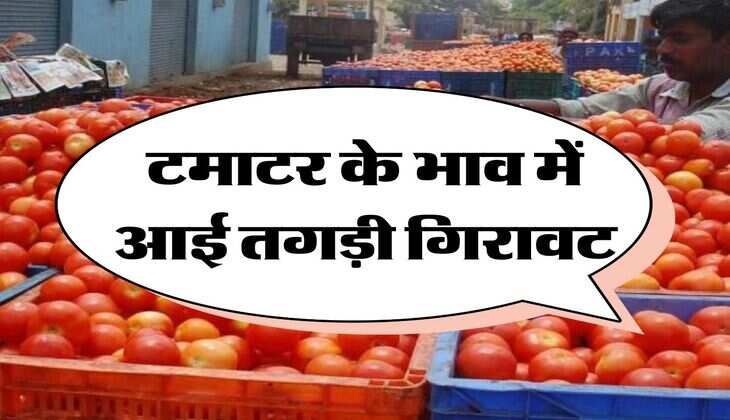 Tomato Prices : टमाटर के भाव में आई तगड़ी गिरावट, जानिए ताजा रेट 