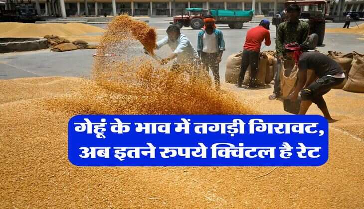 Gehu Ka Bhav : गेहूं के भाव में तगड़ी गिरावट, अब इतने रुपये क्विंटल है रेट