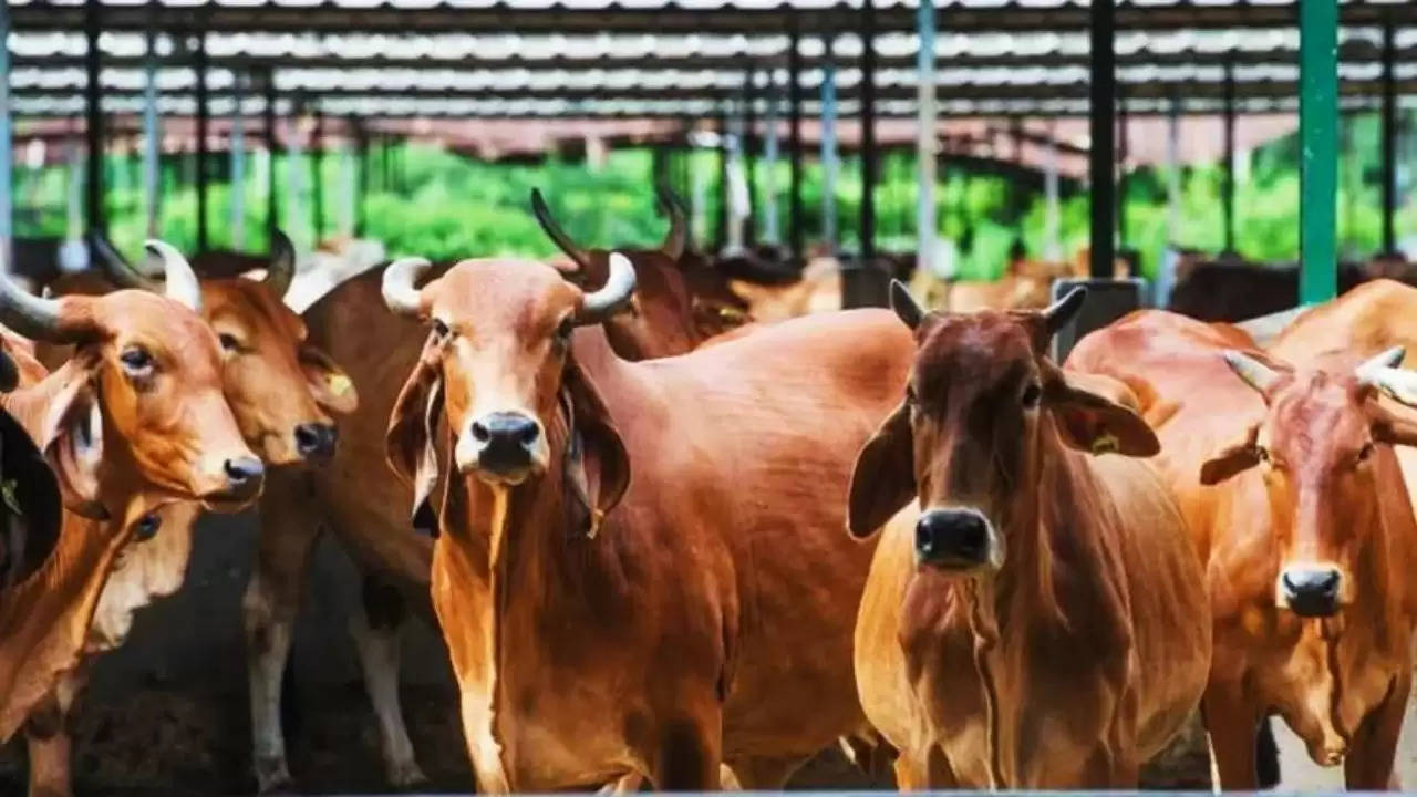 Animal Husbandry : Dairy Business : डेयरी व्यवसाय करें, सरकार करेगी आपकी मदद, जानें कैसे