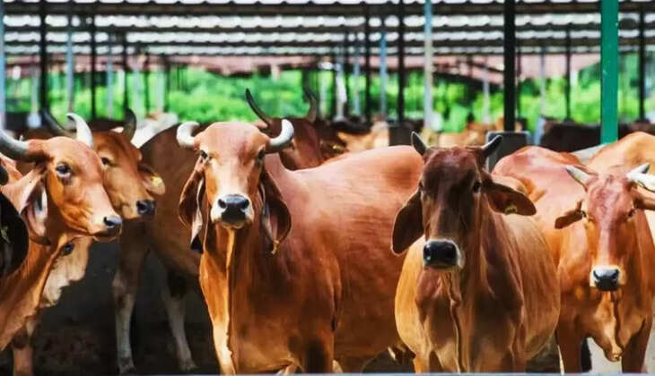 Animal Husbandry : Dairy Business : डेयरी व्यवसाय करें, सरकार करेगी आपकी मदद, जानें कैसे