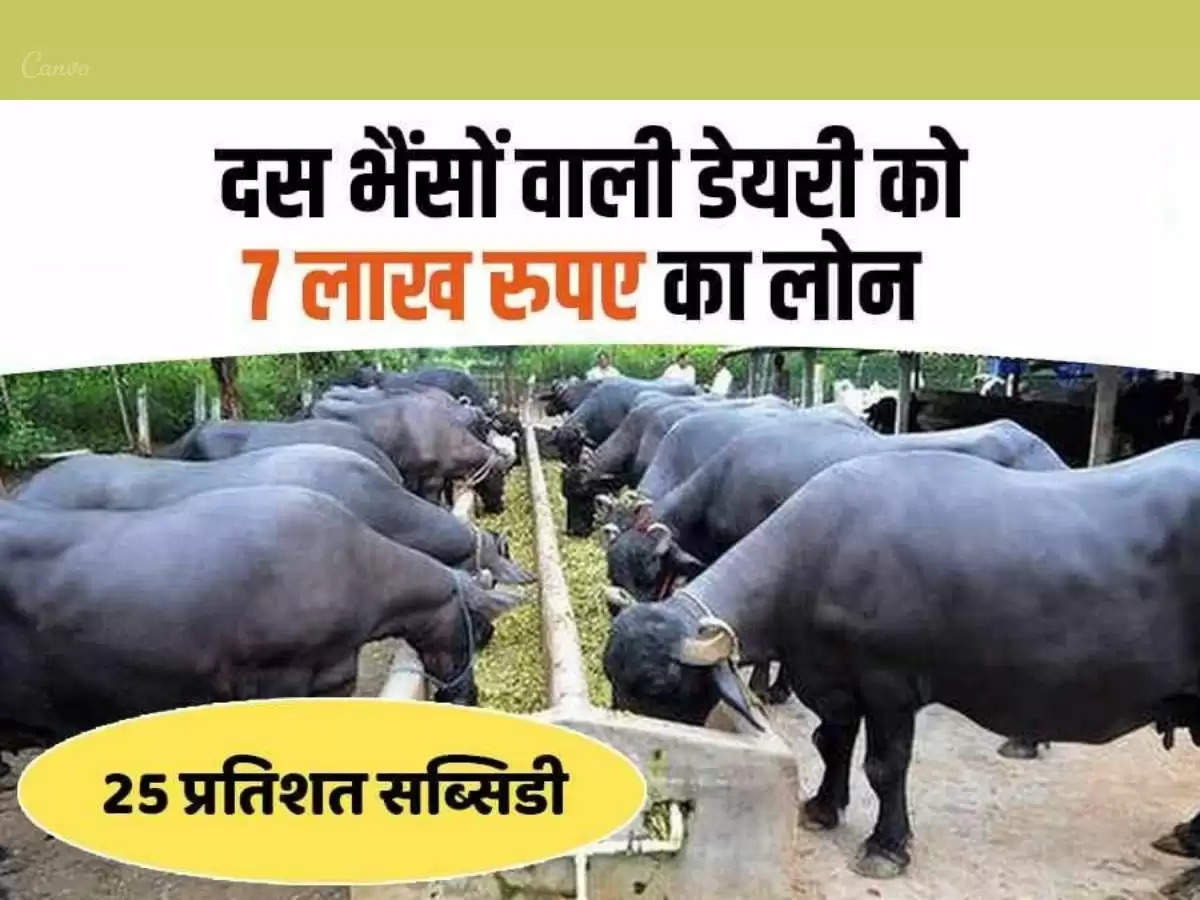 Dairy Loan देसी नस्ल की गायों की डेयरी खोलने पर मदद करेगा प्रशासन, मिलेगा लोन