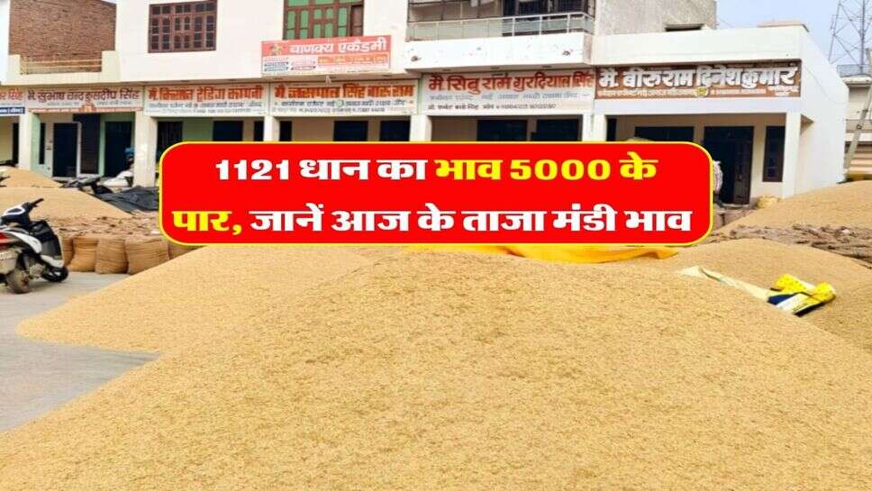 1121 Dhan Price Today : 1121 धान का भाव 5000 के पार, जानें आज के ताजा मंडी भाव