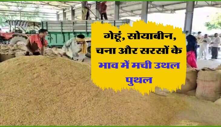 Kota Mandi Bhav : गेहूं, सोयाबीन, चना और सरसों के भाव में मची उथल पुथल