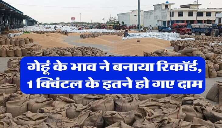 Wheat Rate Hike : गेहूं के भाव ने बनाया रिकॉर्ड, 1 क्विंटल के इतने हो गए दाम