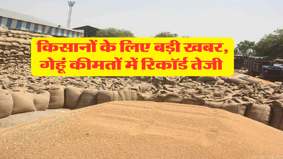 Wheat Rate : किसानों के लिए बड़ी खबर, गेहूं कीमतों में रिकॉर्ड तेजी&nbsp;