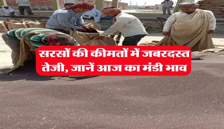Sarso Rate Hike : सरसों की कीमतों में जबरदस्त तेजी, जानें आज का मंडी भाव