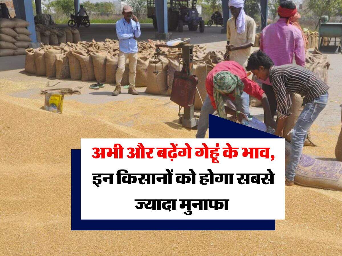 Wheat Price : अभी और बढ़ेंगे गेहूं के भाव, इन किसानों को होगा सबसे ज्यादा मुनाफा