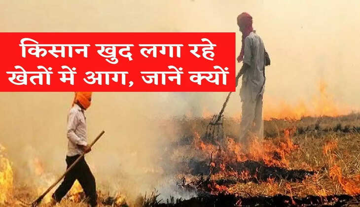 किसान खुद के खेतों में लगा रहे आग, जानिए क्यों