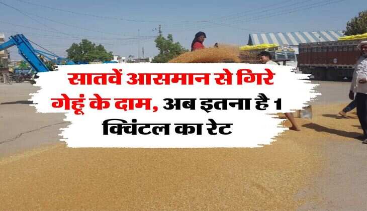  Gehu Ka Bhav : सातवें आसमान से गिरे गेहूं के दाम, अब इतना है 1 क्विंटल का रेट