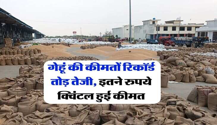 Gehu ka Rate : गेहूं की कीमतों रिकॉर्ड तोड़ तेजी, इतने रुपये क्विंटल हुई कीमत