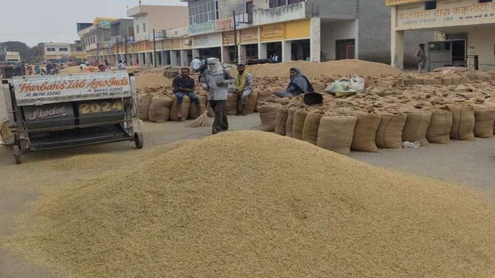 Paddy Mandi Bhav 10 October 2026: आज 1509, RH10 और PR26 धान के ताजा भाव देखें