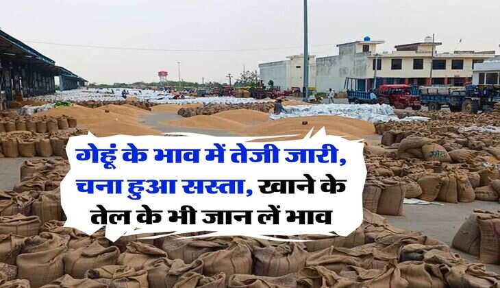 wheat rate : गेहूं के भाव में तेजी जारी, चना हुआ सस्ता, खाने के तेल के भी जान लें भाव
