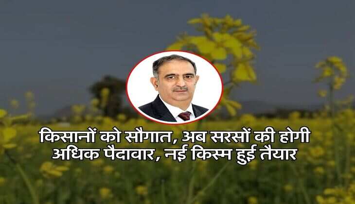 Agriculture News : किसानों को सौगात, अब सरसों की होगी अधिक पैदावार, नई किस्म हुई तैयार