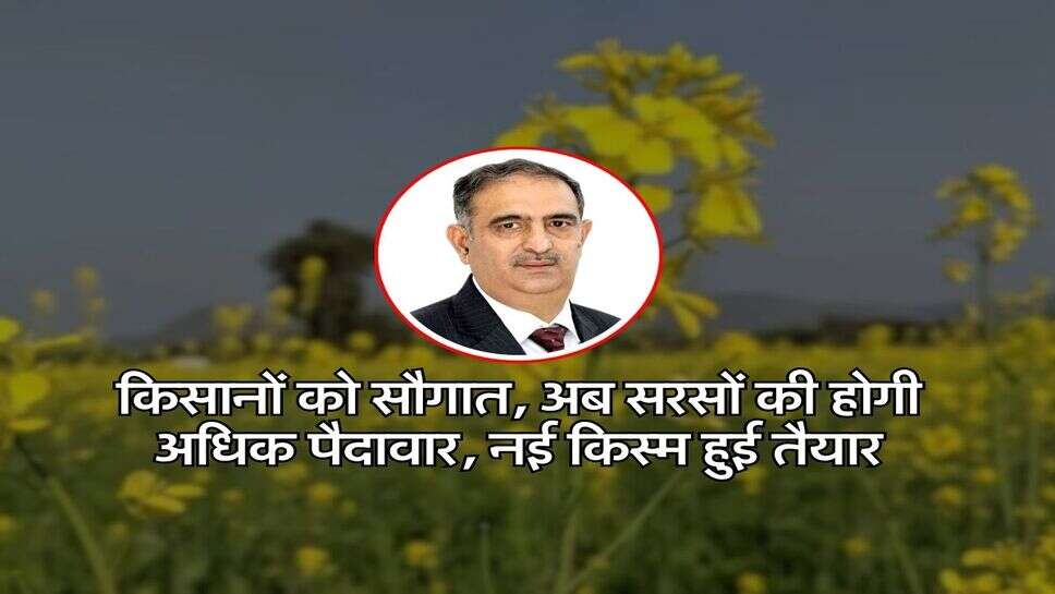 Agriculture News : किसानों को सौगात, अब सरसों की होगी अधिक पैदावार, नई किस्म हुई तैयार