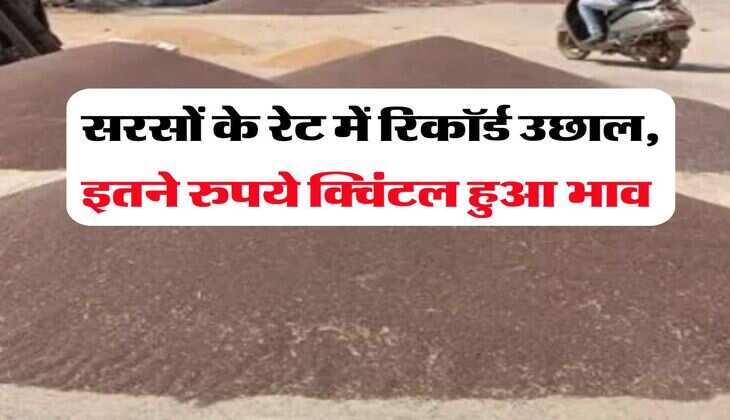 sarso price 15 july : सरसों के रेट में रिकॉर्ड उछाल, इतने रुपये क्विंटल हुआ भाव