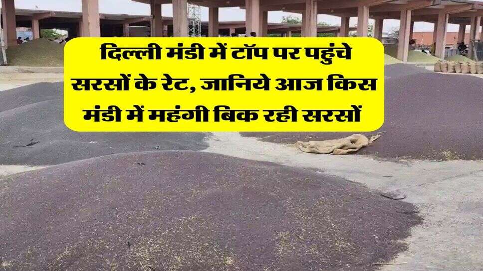Sarso Rate : दिल्ली मंडी में टॉप पर पहुंचे सरसों के रेट, जानिये आज किस मंडी में महंगी बिक रही सरसों 