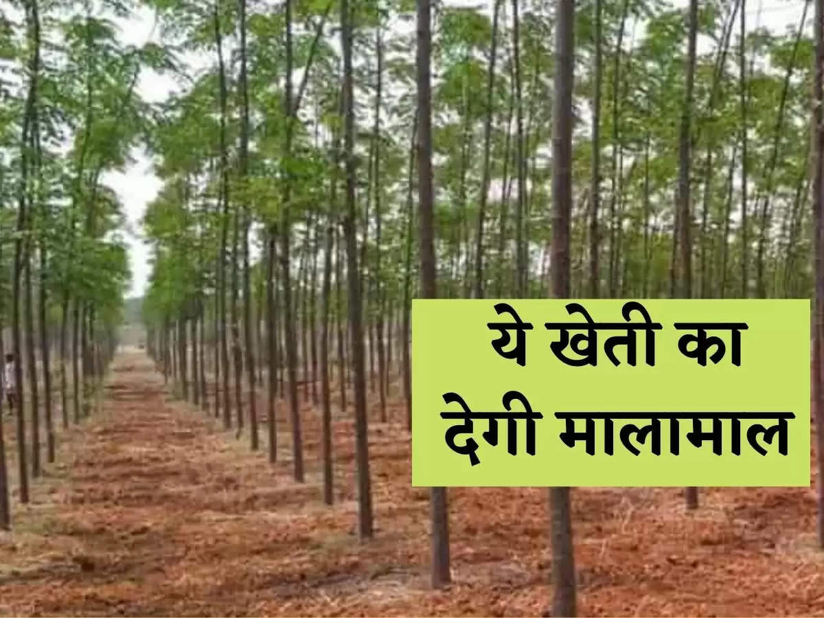 Malabar Neem Farming : ये पौधा दो साल में ही बना देगा करोड़पति