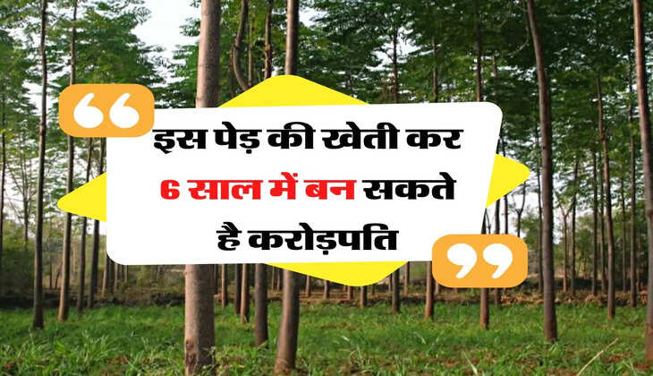 Business Idea: इस पेड़ की खेती कर 6 साल में बन सकते है करोड़पति, जानिए कब और कैसे करे इसकी खेती