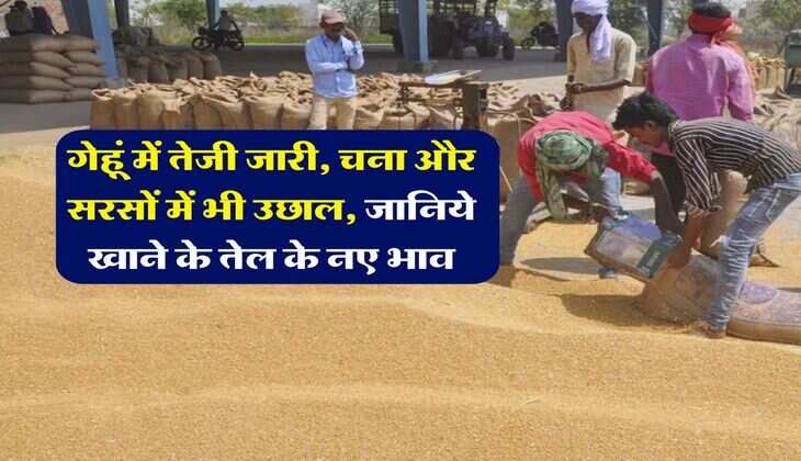 Mandi Bhav : गेहूं में तेजी जारी, चना और सरसों में भी उछाल, जानिये खाने के तेल के नए भाव