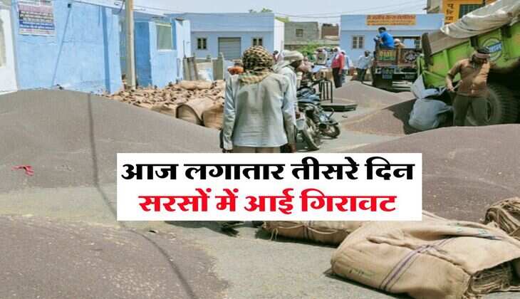 Sarso Rate Today : आज लगातार तीसरे दिन सरसों में आई गिरावट