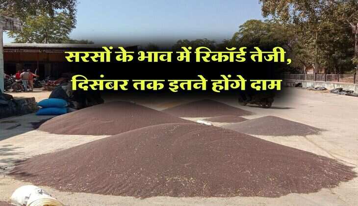 Sarso Price Today : सरसों के भाव में रिकॉर्ड तेजी, दिसंबर तक इतने होंगे दाम