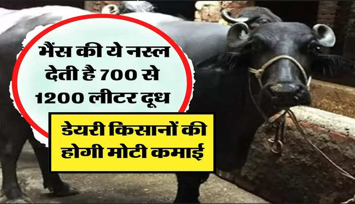 भैंस की ये नस्ल देती है 700 से 1200 लीटर दूध, डेयरी किसानों की होगी मोटी कमाई