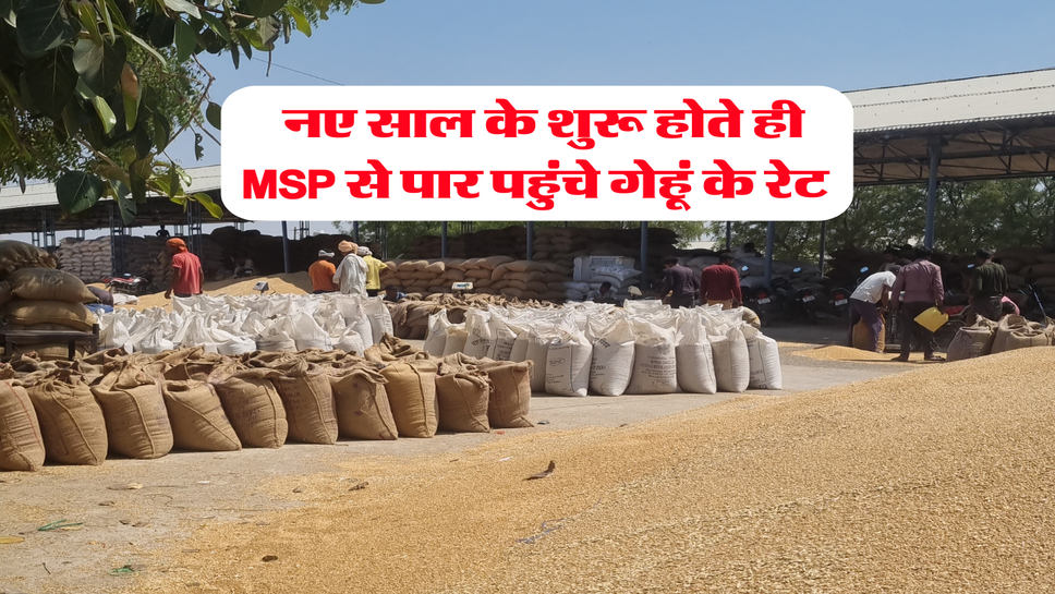 Wheat Rate 2026 : नए साल के शुरू होते ही MSP से पार पहुंचे गेहूं के रेट&nbsp;