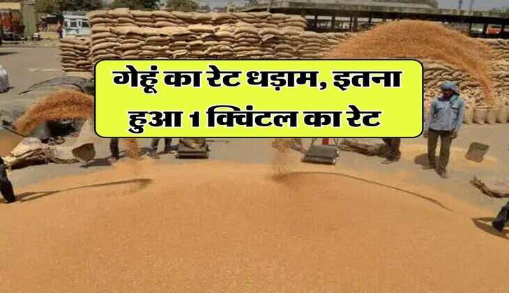 gehu ka bhav 8 august 2025 : गेहूं का रेट धड़ाम, इतना हुआ 1 क्विंटल का रेट