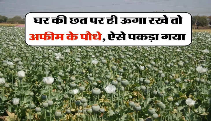 Afeem Ki Kheti : घर की छत पर ही ऊगा रखे थे अफीम के पौधे, ऐसे पकड़ा गया